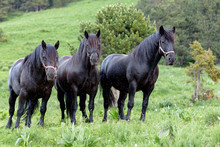 Andorra Horses