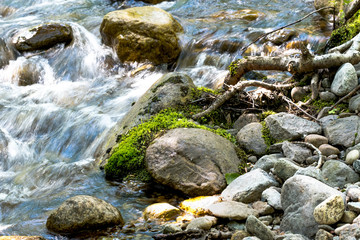 Stream of water in the forest