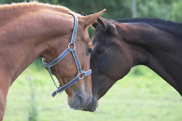  Two horses meet eachother