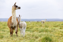 A Baby Llama With It's Mother In The Altiplano