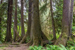 Sitka spruce trees on a nurse log, Olympic National Park