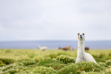 A single llama in Bolivia