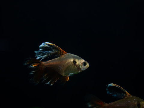 Siam Ruby,Serapae tetra, Jewel tetra,Hyphessobrycon eques,aquarium fish on black background
