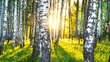 Fototapeta Las - summer in sunny birch forest