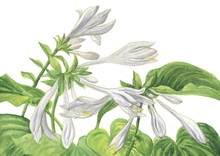 White Flowers Hosta Watercolor Painting
