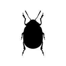 Colorado Beetle Icon . Colorado Beetle Black Image On White Background, Top View