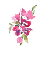Bougainvillea Is Pink. Decorative Bouquet. Watercolor Background.