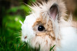 Teddy dwarf rabbit. This adult female is only one kilogram