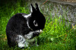 Portrait of a Netherland Dwarf rabbit, the smallest breed of rabbits. This adult male weights less than 900 gram. 