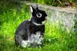 Portrait of a Netherland Dwarf rabbit, the smallest breed of rabbits. This adult male weights less than 900 gram. 