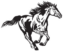 Horse Running Free . Pinto Colored Wild Pony Mustang In The Gallop . Black And White Vector Illustration
