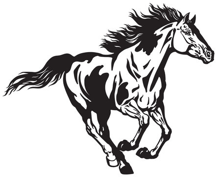 horse running free . pinto colored wild pony mustang in the gallop . black and white vector illustra