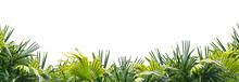Palmenblätter Am Unteren Rand