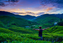 Malaysia Cameron Highlands Tea Plantations Sunset