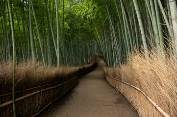  京都の竹林の道