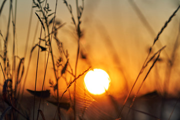 Poster - Blur the stems and leaves of grass in a field in the steppe and a large orange sunny disk at sunset of the day in the sky close up. Brilliant threads of a web. Bright sunset. Beautiful bokeh.