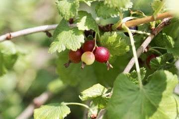 Wall Mural - Fruits of a jostaberry bush (Ribes × nidigrolaria)