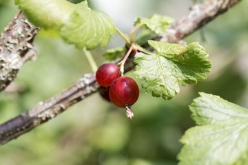 Wall Mural - Fruits of a jostaberry bush (Ribes × nidigrolaria)