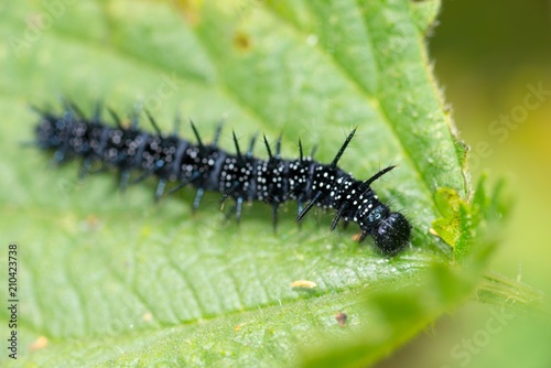 Raupe Des pfauenauges Aglais Io Auf Brennnessel Blatt Urtica Ovelgonne Niedersachsen Deutschland Europa Buy This Stock Photo And Explore Similar Images At Adobe Stock Adobe Stock