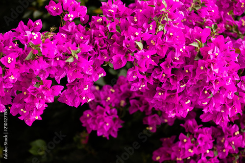 Fotomural Bougainvillea - Drillingsblume