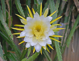 dragon fruit flower on blooming