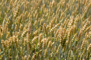 defocusing. background. field of wheat.