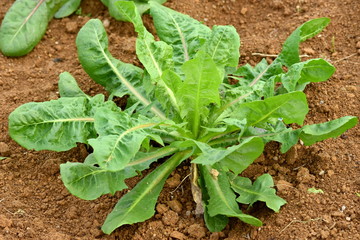 Poster - Chicory seedlings