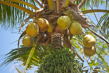 Coconut palm tree with unripe coconuts, close up. 