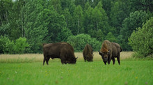 Three Aurochs -zubr - On Field In Polish Region Bialowieza
