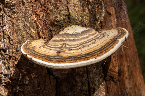 Fotografie, Obraz Brown flat fungus growing from side of tree trunk - Wolf Lake Park, Davie, Flori