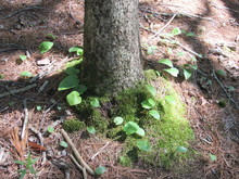 Moss And Plants Growing At The Base Of A Tree Trunk In The Forest 