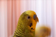 © Golib Tolibov - Budgerigar, Budgie Birds closeup with selective focus on background. Green budgies in birdcage. Parrots.