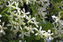 Jasminblüten Des Sternjasmin (Trachelospermum Jasminoides) - Chinesischer Sternjasmin