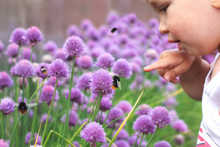 Little Child Points A Finger At  Bumblebee On Flower. Baby Discovering Nature.