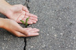 green plant growing from crack in asphalt.