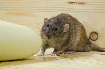 Wall Mural - Rat eats vegetable marrow.