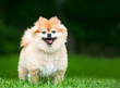 © Mary Swift - A cute Pomeranian dog with a happy expression