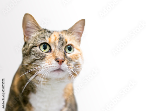 A Calico Tabby Domestic Shorthair Cat On A White Background Buy