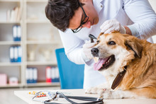 Doctor Examining Golden Retriever Dog In Vet Clinic