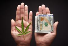 Two Hands With Cannabis And Money. The Concept Of Selling Marijuana, Hemp, Drugs