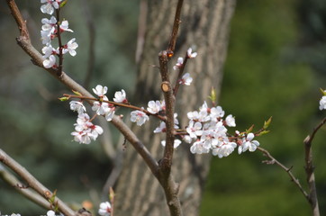 Canvas Print - tree spring sakura cherry blossom pink flower japan garden macro