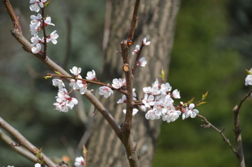 Poster - tree spring sakura cherry blossom pink flower japan garden macro