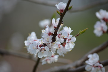 Canvas Print - tree spring sakura cherry blossom pink flower japan garden macro