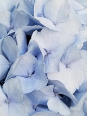  Blue hydrangea closeup 