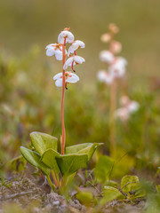 Sticker - Round leaved wintergreen