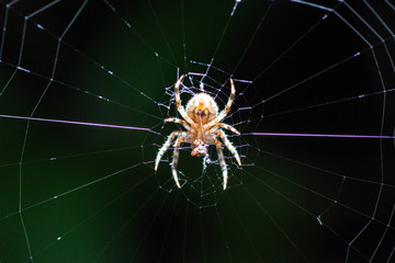 Spider Web
