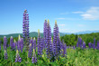 lupine blossom in spring in wild area