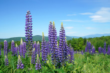 Lupine Blossom In Spring In Wild Area