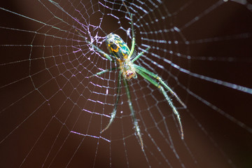 Angle Spider