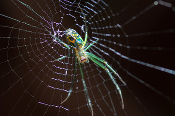 Green Spider III